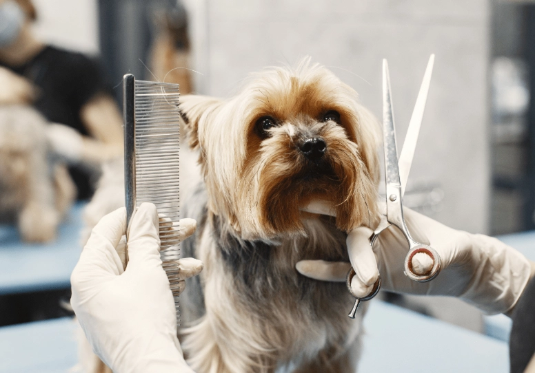 dog grooming for beginners