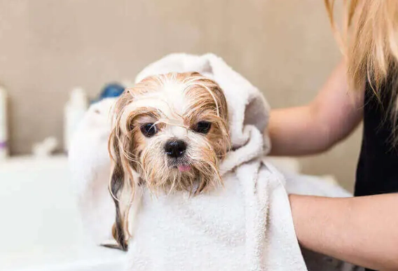 beginner dog grooming tips