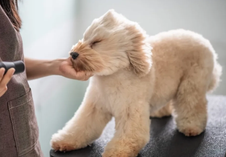Top Dog Grooming Mistakes to Avoid for a Healthy Pet
