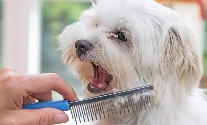 at home dog grooming