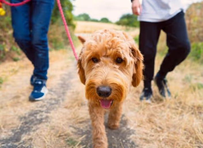 Unlock the 7-Second Rule for Dogs: A Guide to Calm Greetings