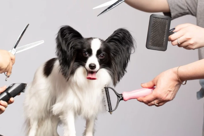 how to groom a dog at home