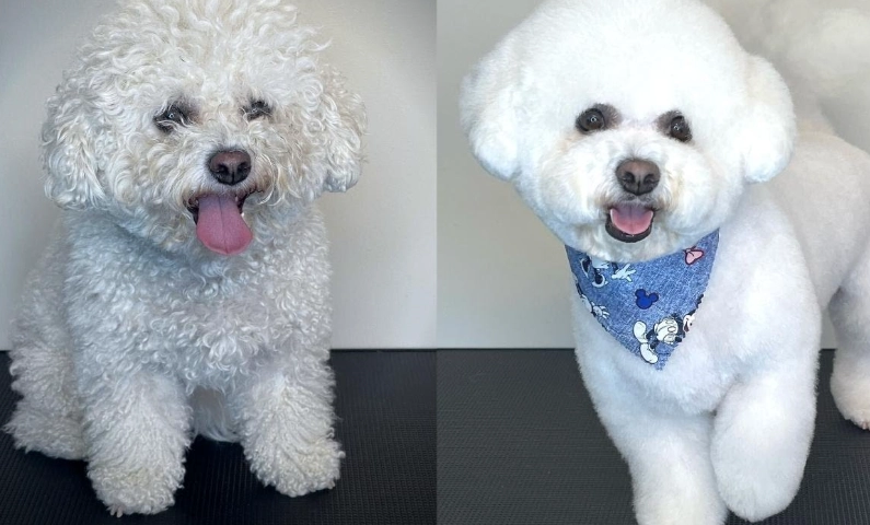 step by step dog grooming