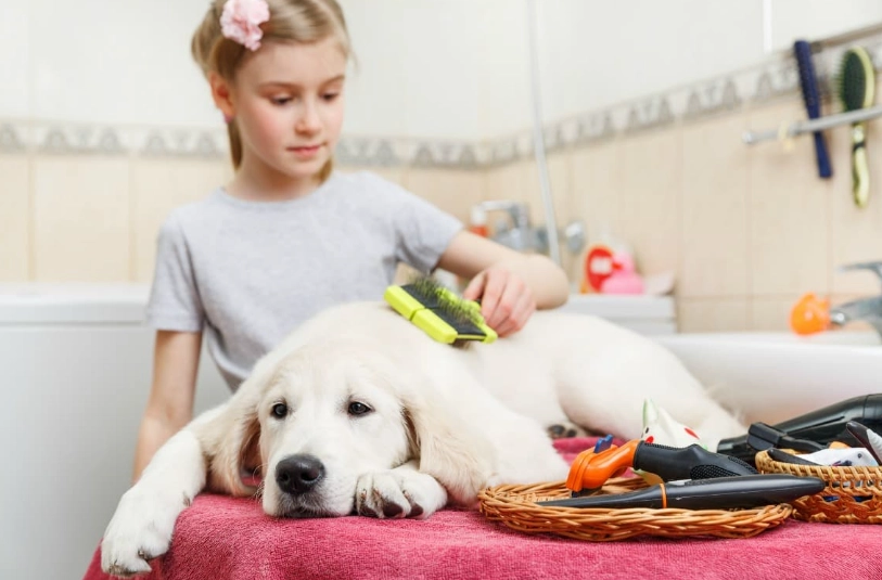 how to groom a dog at home