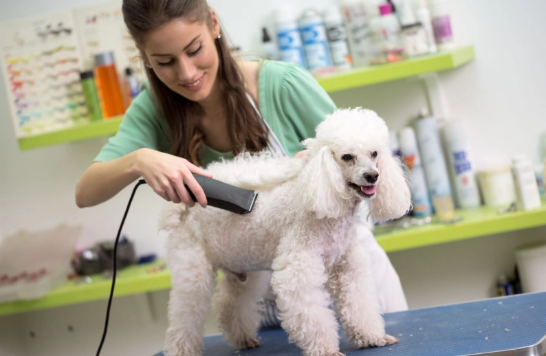 how to groom a dog at home