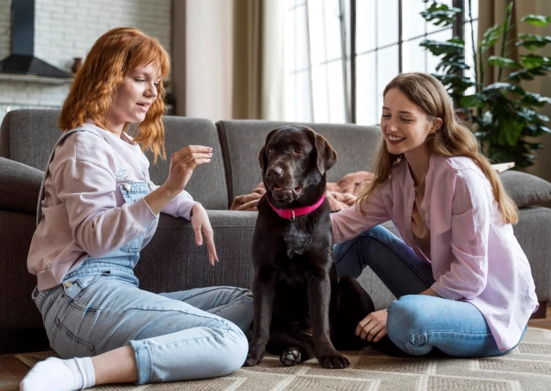 hidden dog illnesses