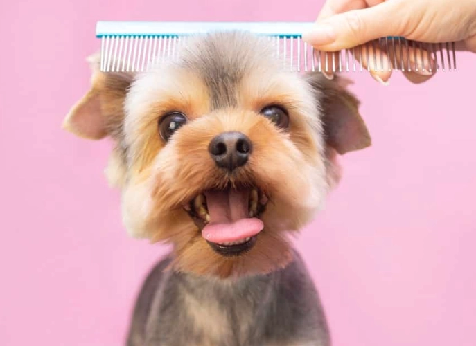 dog grooming steps