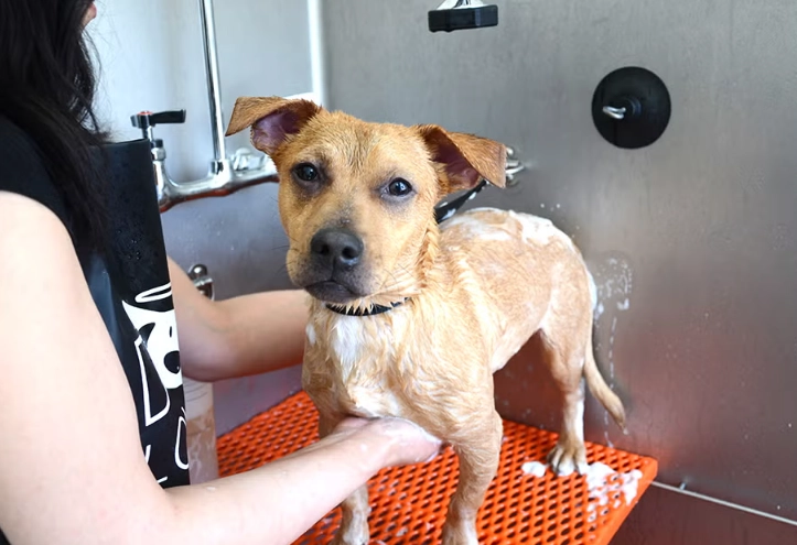 dog grooming at home