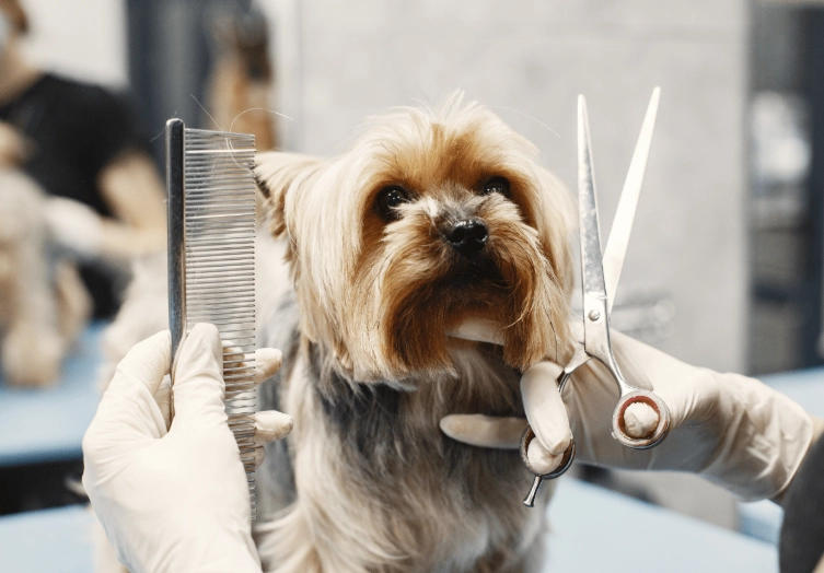 dog grooming at home