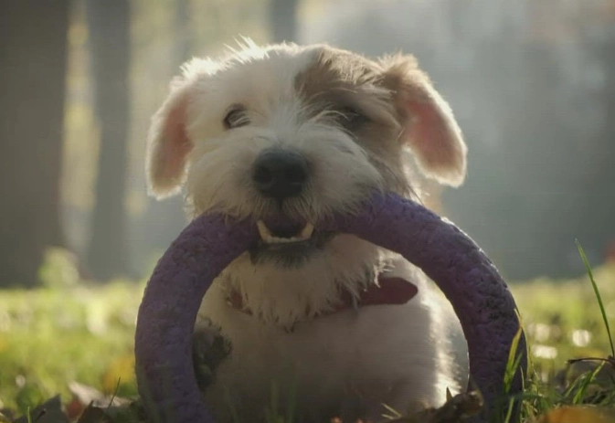 7 second rule for dogs