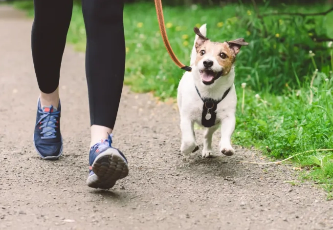 dog leash reactivity
