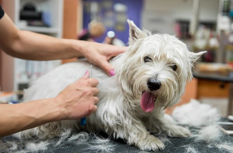 how to groom a dog at home