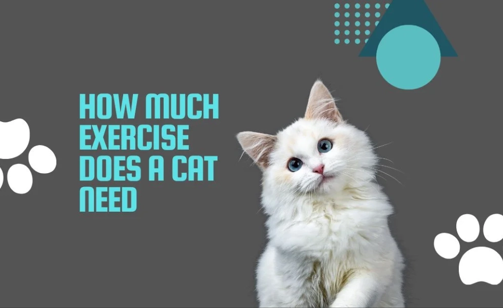 how much exercise for indoor cats