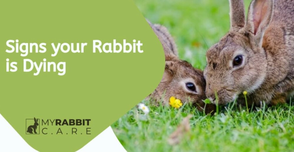 Critical Signs Your Rabbit is Dying and What to Do