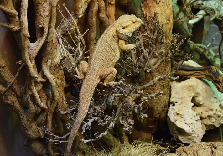 bearded dragon tank setup