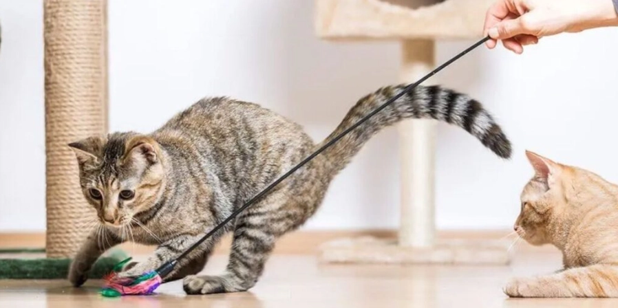 cat enrichment ideas