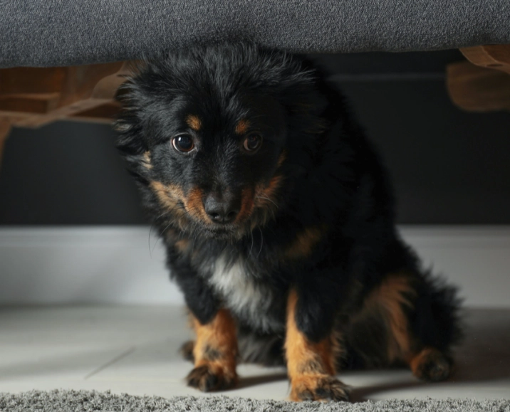 new parrot owner guide