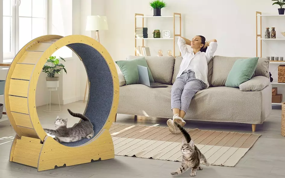 indoor cat enrichment