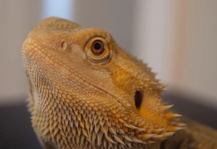 bearded dragon care