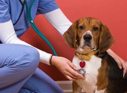Dog health problems by breed