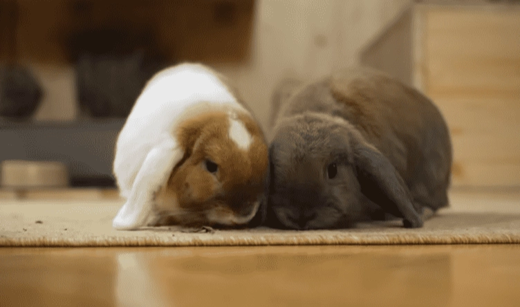 rabbit not eating or drinking