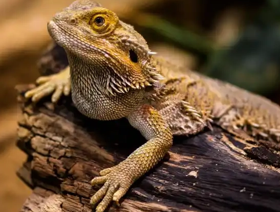 bearded dragon enrichment