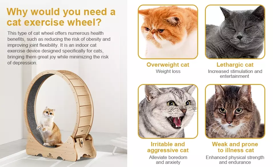 cat exercise wheel