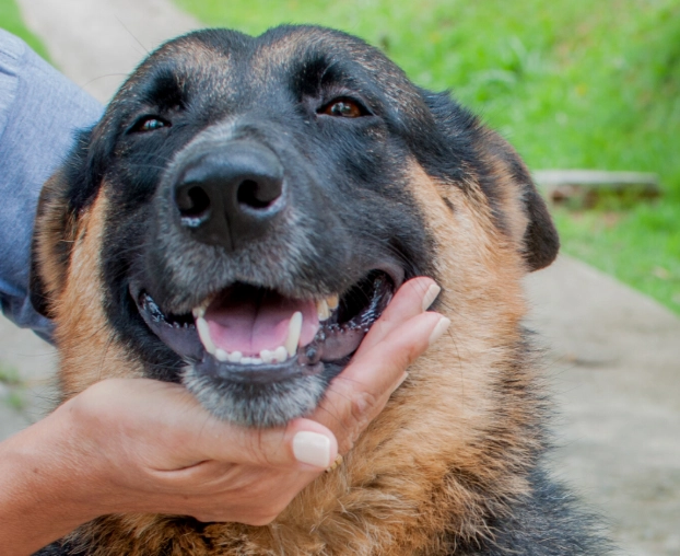 Parrot 3-3-3 Rule: A Guide to Help Your Bird Settle In