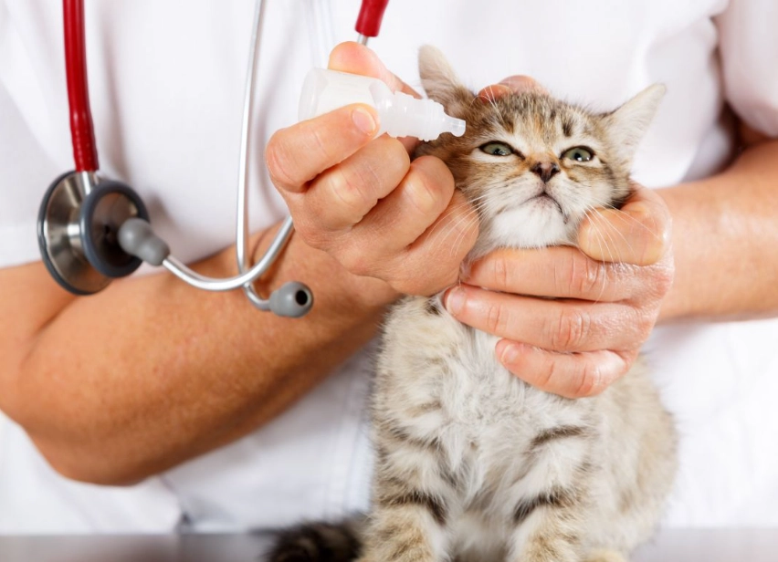 new parrot owner guide