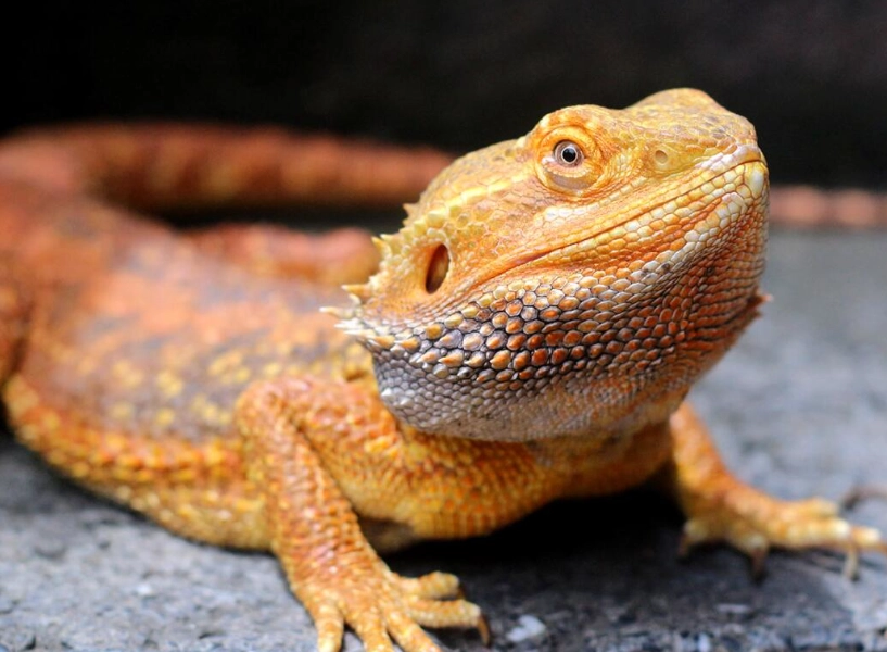 How to Keep Your Bearded Dragon Happy: Essential Care Tips