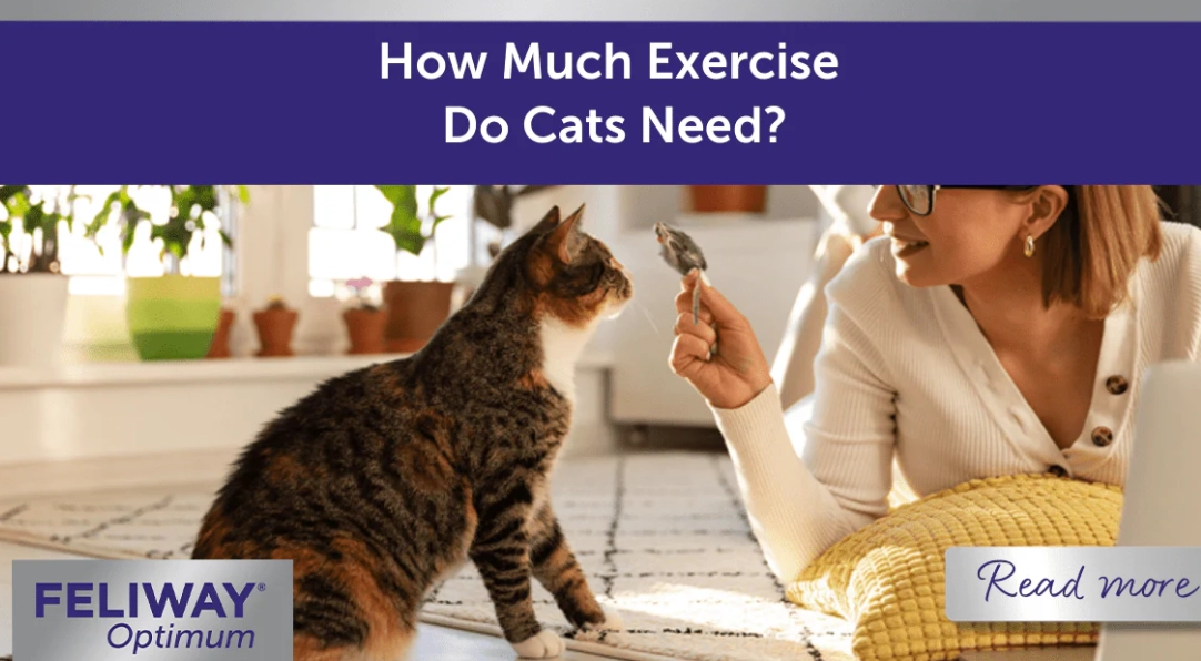 House Cat Exercise Needs: A Complete Guide to Daily Play & Activity