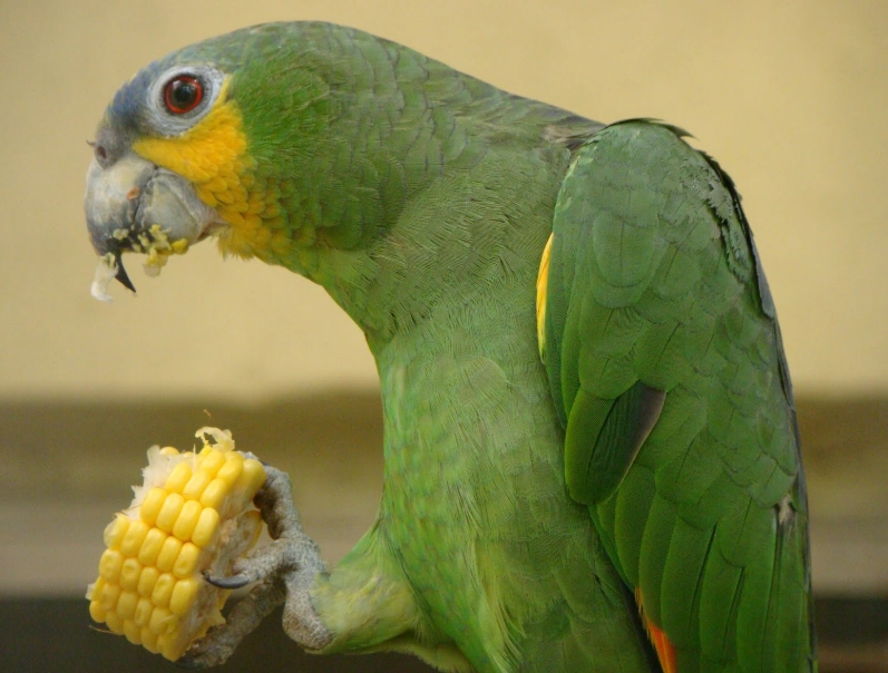 parrot diet plan