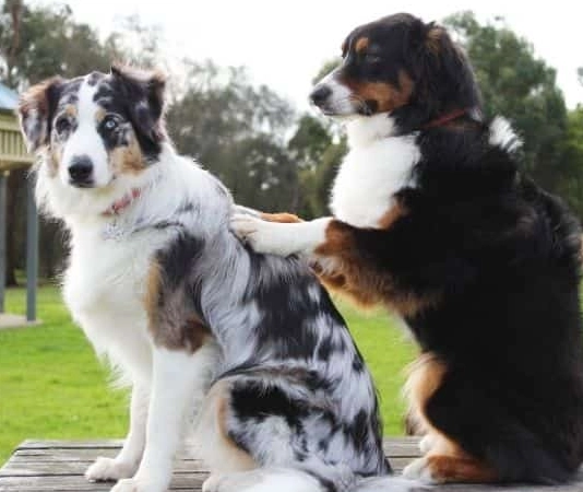 dog breed health problems