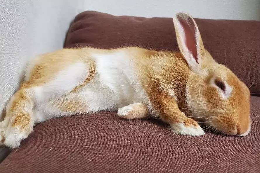 rabbit emergency signs