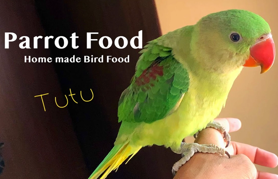 parrot food list