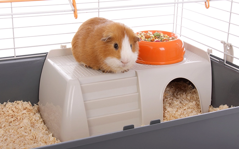 guinea pig cage size