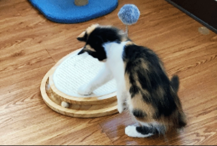 cat obesity prevention