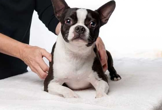 common health issues in dogs by breed