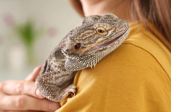 bearded dragon habitat