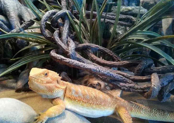 bearded dragon enclosure size