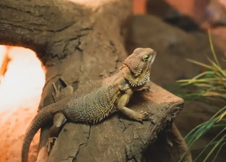 bearded dragon enclosure size