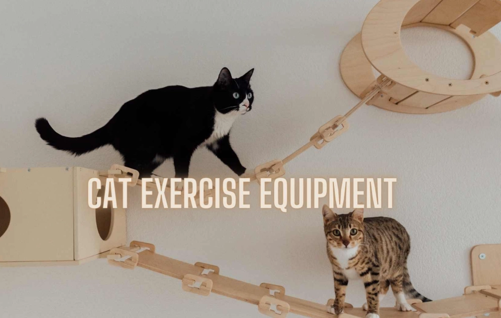 Indoor Cat Exercise Equipment: The Ultimate Guide to a Happy, Healthy Pet