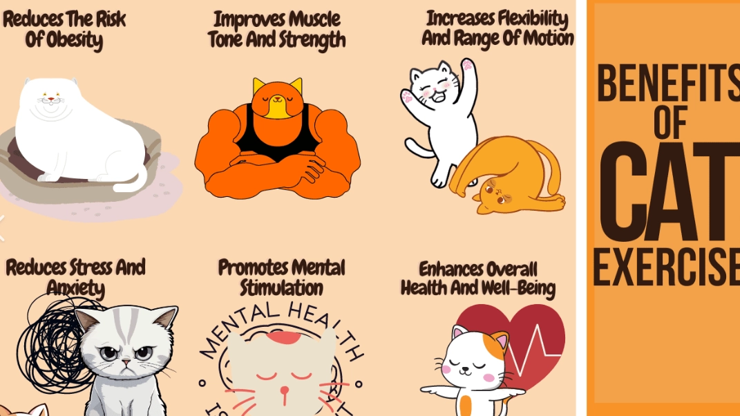 cat playtime guidelines