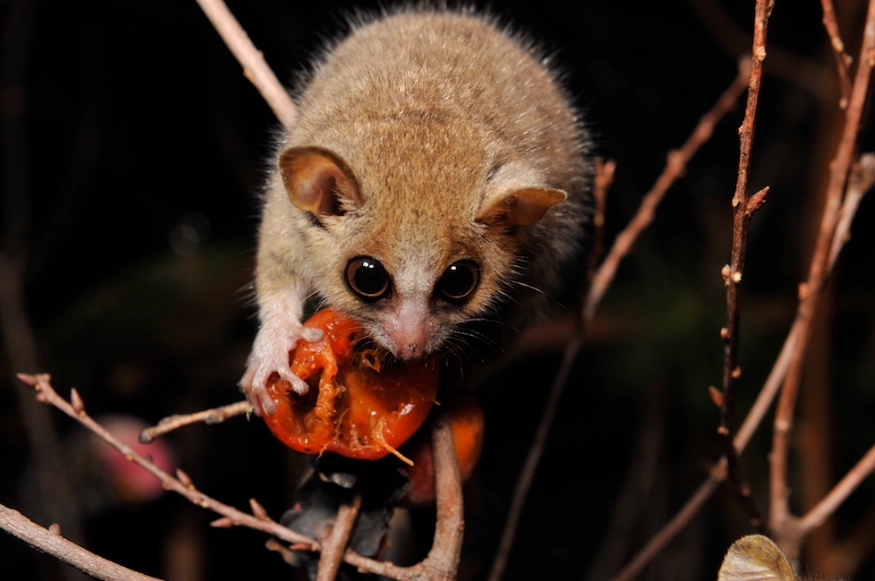 best small pets for beginners