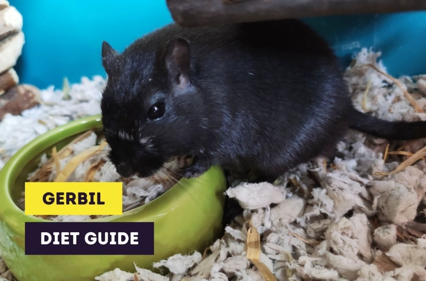 what can gerbils eat