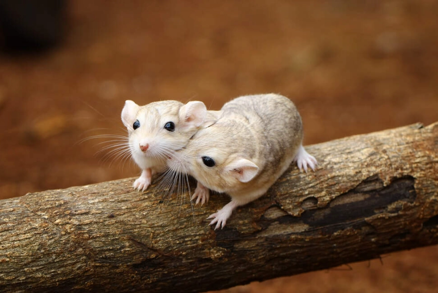 small pet care guide