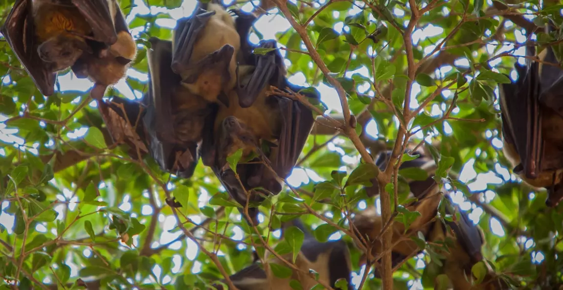 attract bats to garden