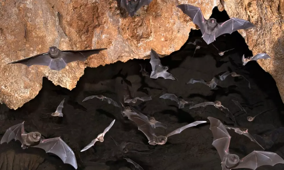 Bat habitat