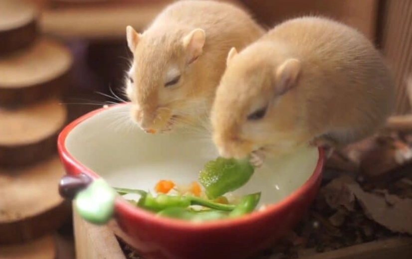 healthy gerbil diet