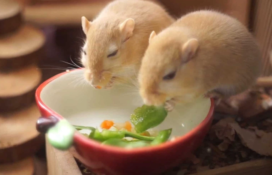 foods gerbils should avoid